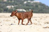 PINSCHER NAIN 068